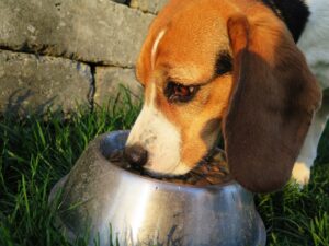 What Is The Best Wet Dog Food in the UK?