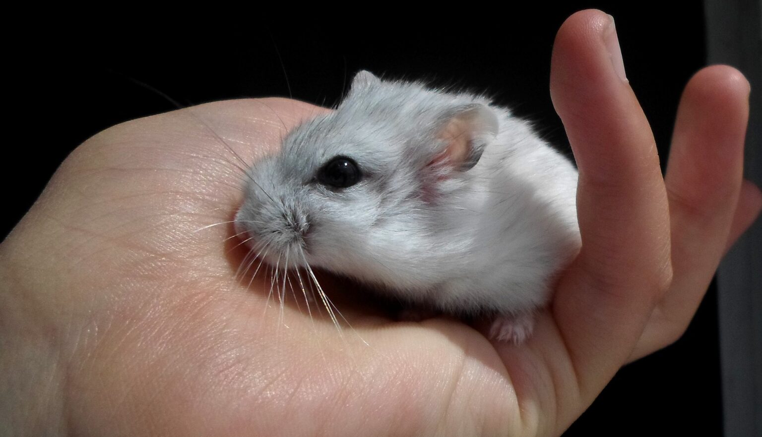 How Long Do Russian Dwarf Hamsters Live? Barf Pet Foods