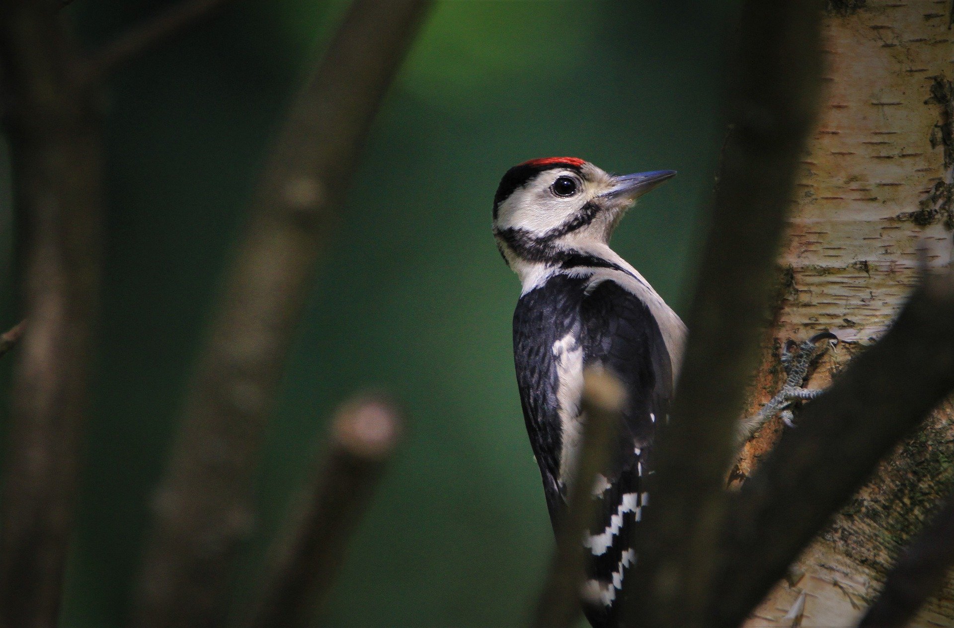 The Complete Guide to British Woodpeckers