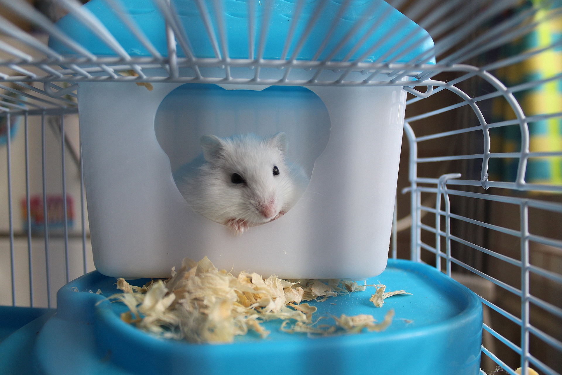 Pawhut Hamster Cage Review – The Complete Guide