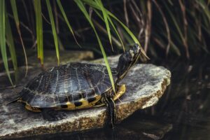 Can Tortoises and Turtles Live Without Their Shell?