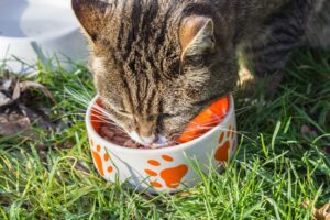 What Are The Most Nutritious Cat Foods?