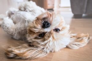 Best Dog Foods For Sensitive Stomachs UK