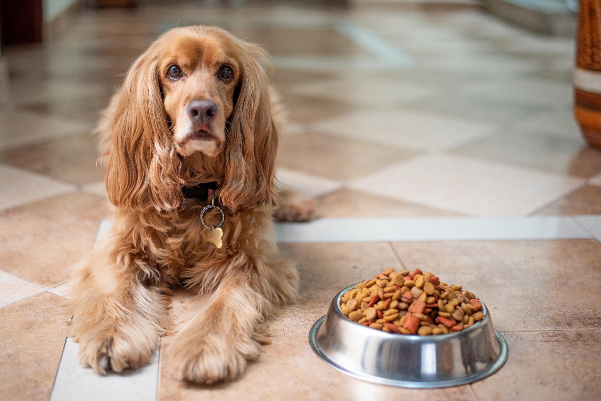 Burns Dog Food Reviews: Adult, Senior & Puppy