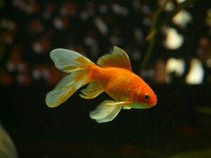 What Is The Best Gold Fish Tank?