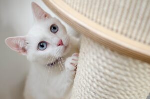 What Are The Best Cat Scratching Posts Available In The UK?