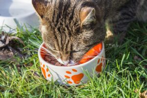James Wellbeloved Cat Food Reviews