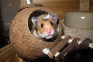 What are the best Syrian & Dwarf Hamster Cages in the UK?