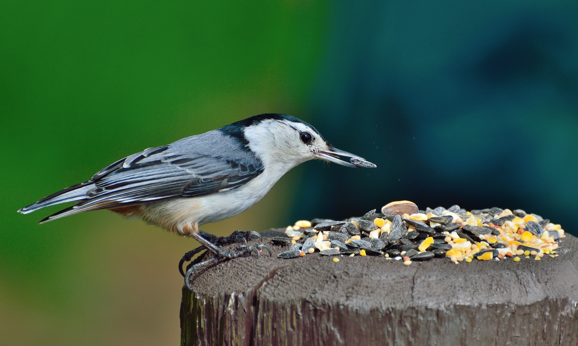 What Are The Best Bird Feeders? The Complete Guide to Buying a Bird Feeder