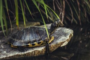 Turtle Basking Platform Ideas (Basking Area Buying Guide)