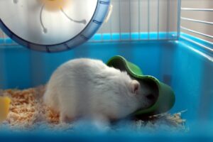 Hamster with wheel