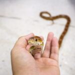 Do Pet Snakes Recognise Their Owners?