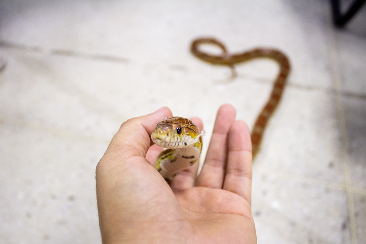 Do Pet Snakes Recognise Their Owners?