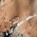 Where Do House Sparrows Nest?