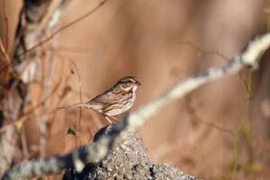 Where Do House Sparrows Nest?