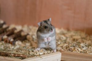 Do Hamsters Need a Wheel? Yes, Here’s Why!