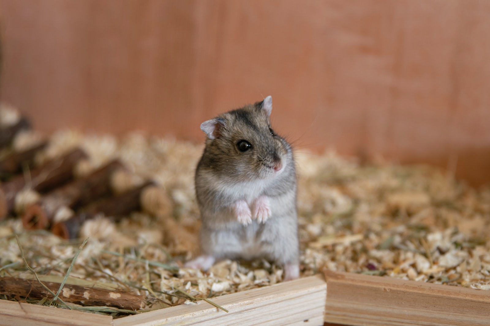 Do Hamsters Need a Wheel? Yes, Here’s Why!