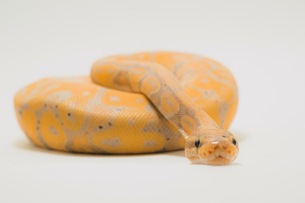 Do Pet Snakes Recognise Their Owners? Barf Pet Foods