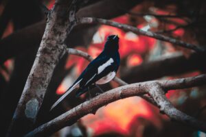 Where do Black-Billed Magpies Nest? (& Magpie Life)